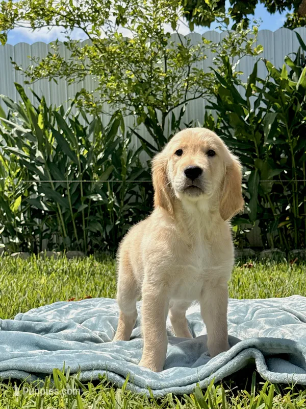 Casper  – English Cream Golden Retriever puppy for sale in Miami, FL