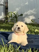 Luna, a female English Cream Golden Retriever for sale in Miami, FL – 6 of 6