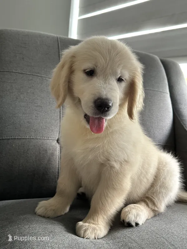 Luna – English Cream Golden Retriever puppy for sale in Miami, FL