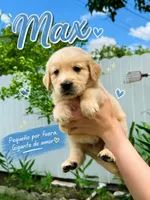 Max , a male Golden Retriever for sale in Miami, FL – 1 of 1