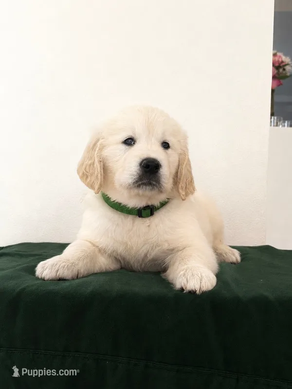 Green🐶 💚💚 – English Cream Golden Retriever puppy for sale in Miami, FL