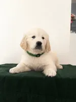 Green🐶 💚💚, a male English Cream Golden Retriever for sale in Miami, FL – 1 of 2