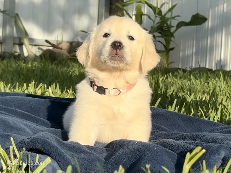 Luna – English Cream Golden Retriever puppy for sale in Miami, FL