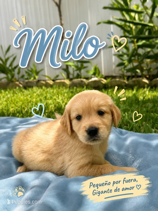 Milo – Golden Retriever puppy for sale in Miami, FL