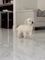 Green , a male English Cream Golden Retriever for sale in Miami, FL – Photo 2 of 2