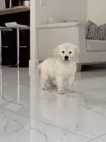 Green , a male English Cream Golden Retriever for sale in Miami, FL – Photo 1 of 2