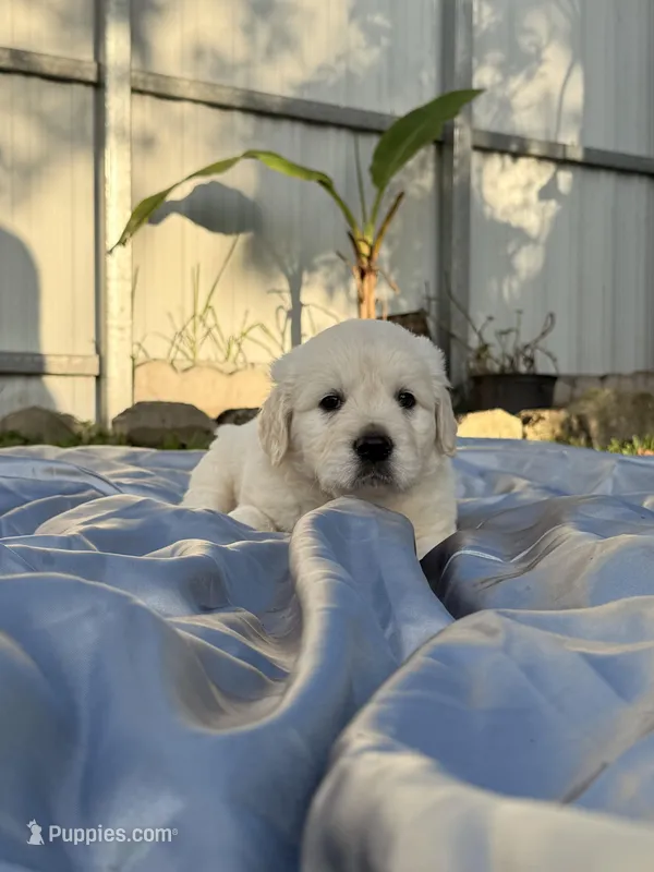 Bronco  – English Cream Golden Retriever puppy for sale in Miami, FL