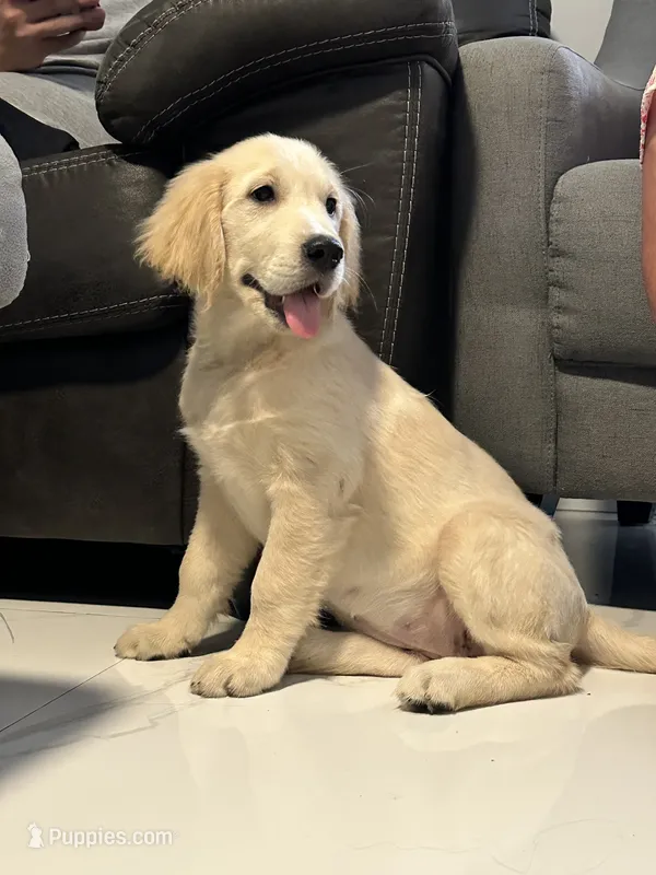 Luna  – Golden Retriever puppy for sale in Miami, FL