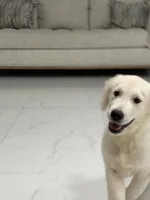 Bronco , a male English Cream Golden Retriever for sale in Miami, FL – 3 of 3