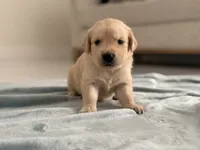 Milo, a male Golden Retriever for sale in Miami, FL – 1 of 1