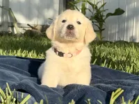 Luna, a female English Cream Golden Retriever for sale in Miami, FL – 3 of 6