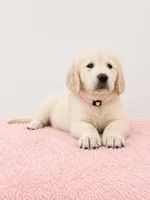Bella, a female English Cream Golden Retriever for sale in Miami, FL – 1 of 2