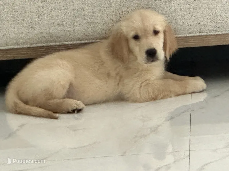 Milo – English Cream Golden Retriever puppy for sale in Miami, FL