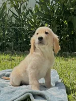 Casper , a male English Cream Golden Retriever for sale in Miami, FL – 3 of 3