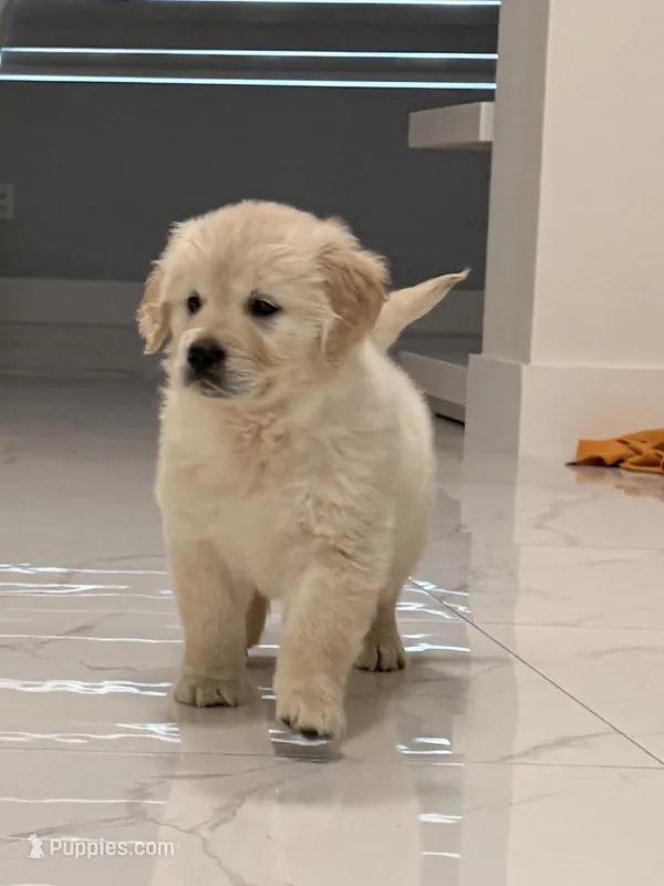 Candy  – English Cream Golden Retriever puppy for sale in Miami, FL