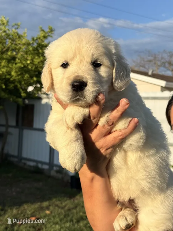 Candy  – English Cream Golden Retriever puppy for sale in Miami, FL