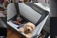 Kash , a male Yorkipoo for sale in Chicago, IL – 2 of 2