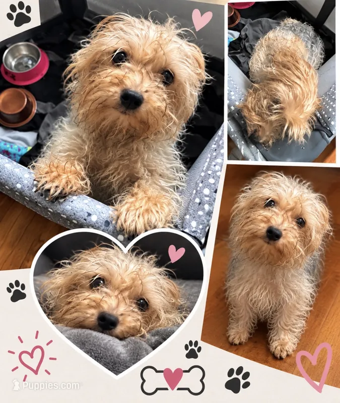 Kash  – Yorkipoo puppy for sale in Chicago, IL