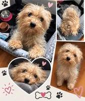 Kash , a male Yorkipoo for sale in Chicago, IL – 1 of 2