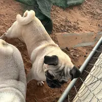 Buddy, a male Pug for sale in Seminole, TX – Photo 2 of 2