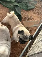 Buddy, a male Pug for sale in Seminole, TX – Photo 2 of 2