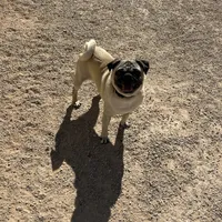 Buddy, a male Pug for sale in Seminole, TX – Photo 1 of 2