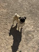 Buddy, a male Pug for sale in Seminole, TX – Photo 1 of 2