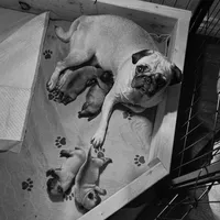 Mochi, a female Pug for sale in Seminole, TX – Photo 2 of 2