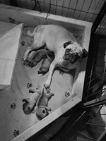 Mochi, a female Pug for sale in Seminole, TX – Photo 2 of 2