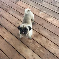 Mochi, a female Pug for sale in Seminole, TX – Photo 1 of 2