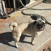 Rosie, a female Pug for sale in Seminole, TX – Photo 1 of 3