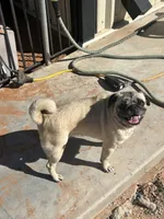 Rosie, a female Pug for sale in Seminole, TX – Photo 1 of 3