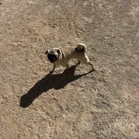 Rosie, a female Pug for sale in Seminole, TX – Photo 3 of 3