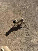 Rosie, a female Pug for sale in Seminole, TX – Photo 3 of 3