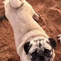 Rosie, a female Pug for sale in Seminole, TX – Photo 2 of 3