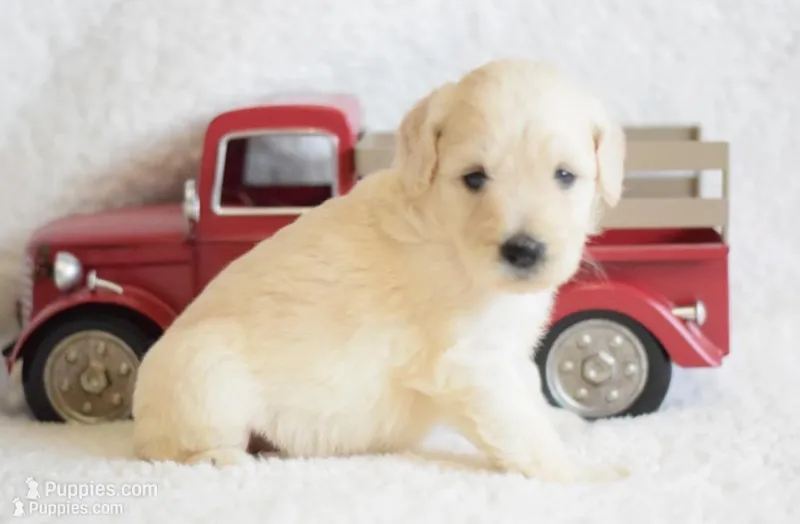 Mini Goldendoodle Female