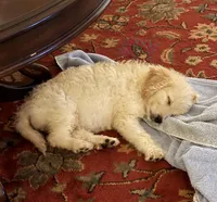 Mini Goldendoodle Female, a female Goldendoodle for sale in San Antonio, TX – Photo 2 of 3