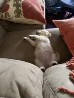 Mini Goldendoodle Female, a female Goldendoodle for sale in San Antonio, TX – Photo 3 of 3