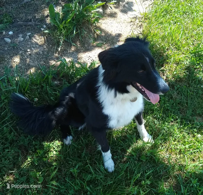 Holli, a female Border Collie for sale in West Liberty, KY – Photo 1 of 1