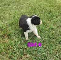 Girl 4, a female Border Collie for sale in West Liberty, KY – Photo 2 of 2