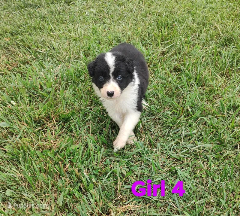 Girl 4, a female Border Collie for sale in West Liberty, KY – Photo 1 of 2