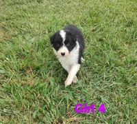 Girl 4, a female Border Collie for sale in West Liberty, KY – Photo 1 of 2