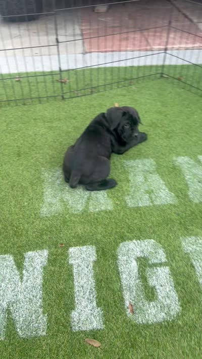 Blue collar , a male Cane Corso for sale in Orlando, FL – 2 of 2