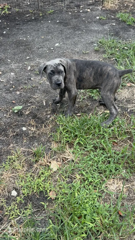 Gray brindle  – Cane Corso puppy for sale in Orlando, FL