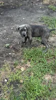 Gray brindle , a male Cane Corso for sale in Orlando, FL – 1 of 3
