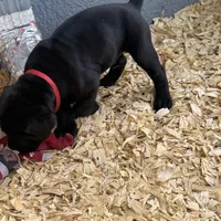 Solid black , a male Cane Corso for sale in Orlando, FL – Photo 2 of 2