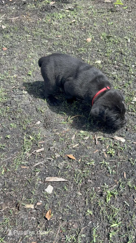 Solid black  – Cane Corso puppy for sale in Orlando, FL