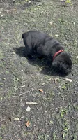 Solid black , a male Cane Corso for sale in Orlando, FL – Photo 1 of 2