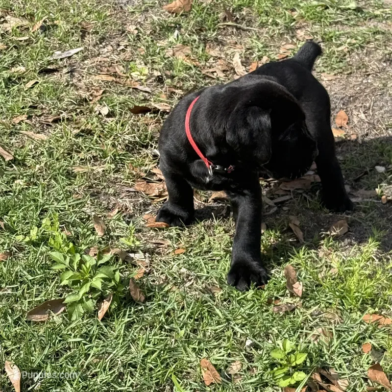 Solid black  – Cane Corso puppy for sale in Orlando, FL