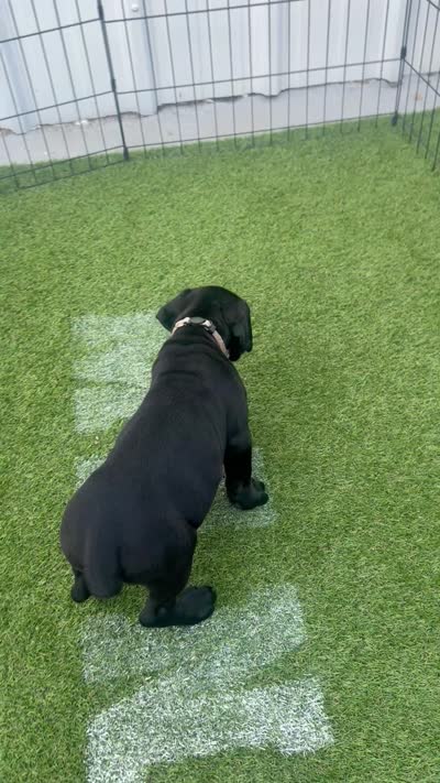 White collar , a female Cane Corso for sale in Orlando, FL – 2 of 2